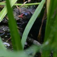 Gallinule poule-d'eau