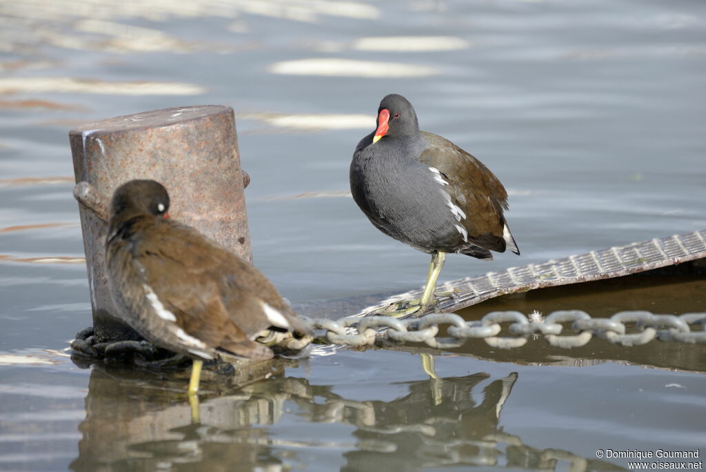 Gallinule poule-d'eauadulte