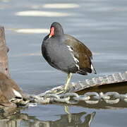 Common Moorhen