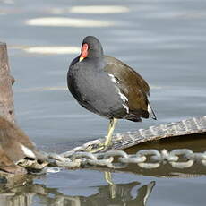 Gallinule poule-d'eau