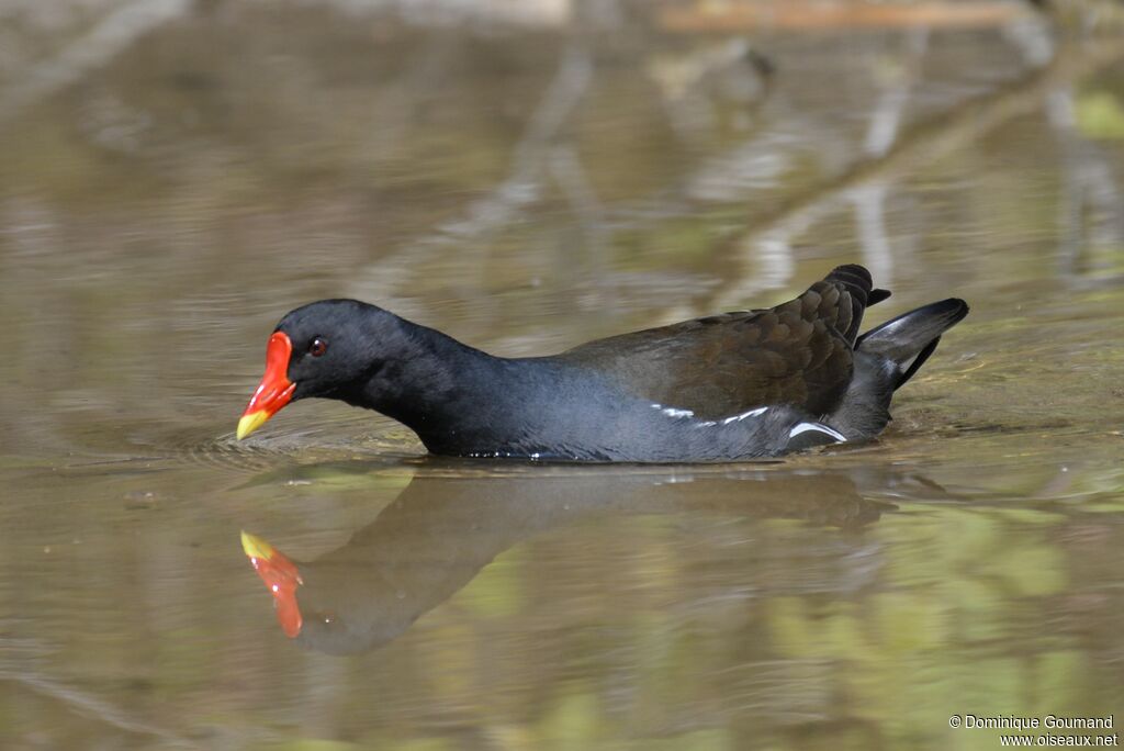 Common Moorhen