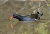 Gallinule poule-d'eau