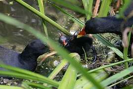 Gallinule poule-d'eau