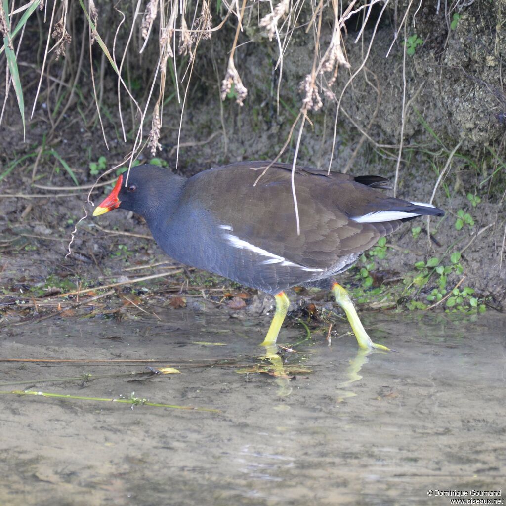 Common Moorhen