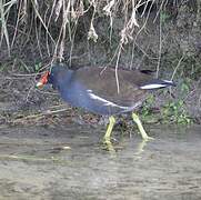 Common Moorhen