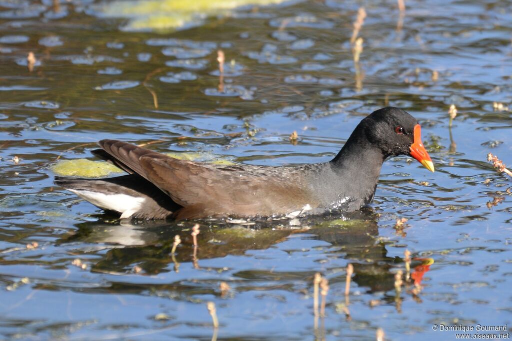 Gallinule poule-d'eau