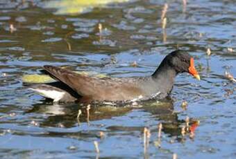 Gallinule poule-d'eau