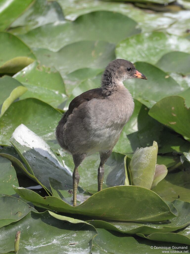 Gallinule poule-d'eaujuvénile