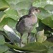 Gallinule poule-d'eau