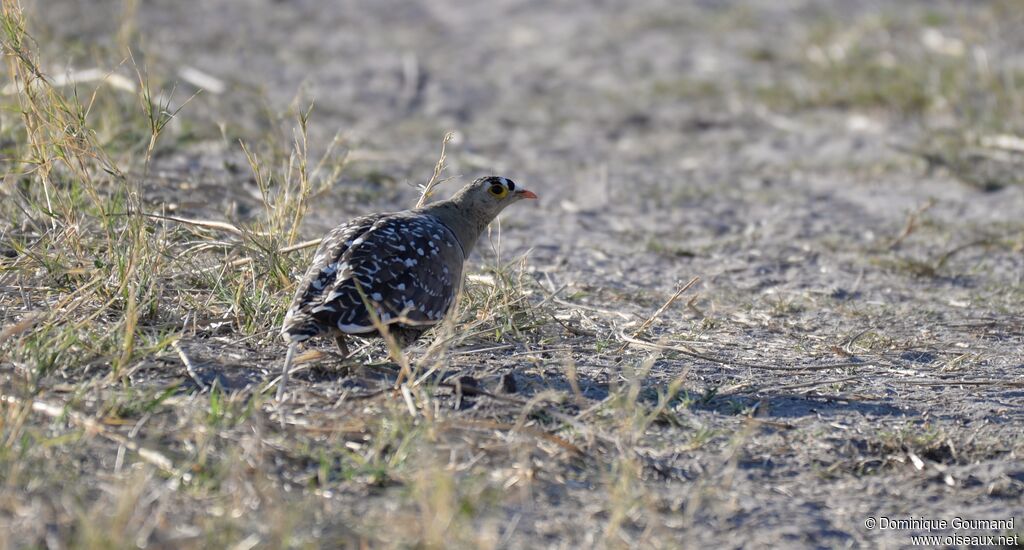 Double-banded Sandgrouse male