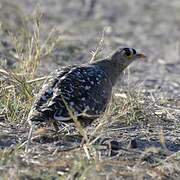 Double-banded Sandgrouse