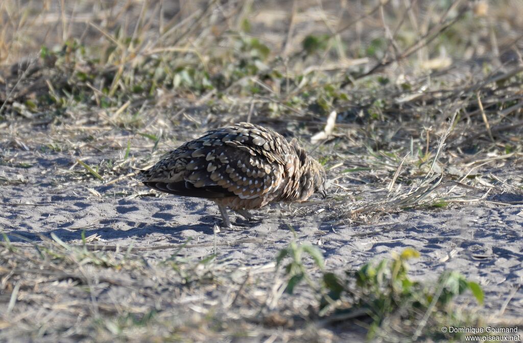 Burchell's Sandgrouse male