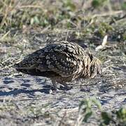 Burchell's Sandgrouse