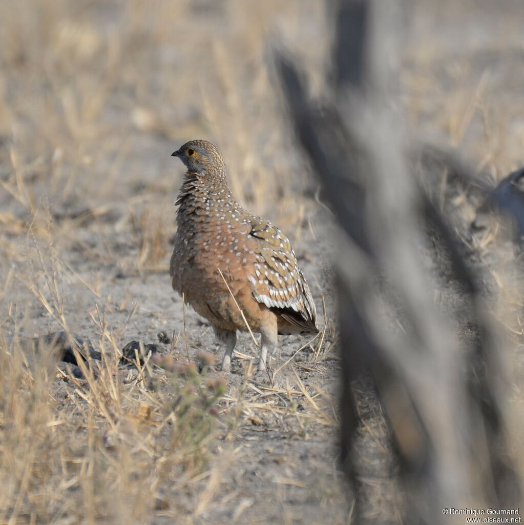 Burchell's Sandgrouse male