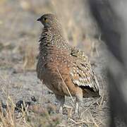 Burchell's Sandgrouse