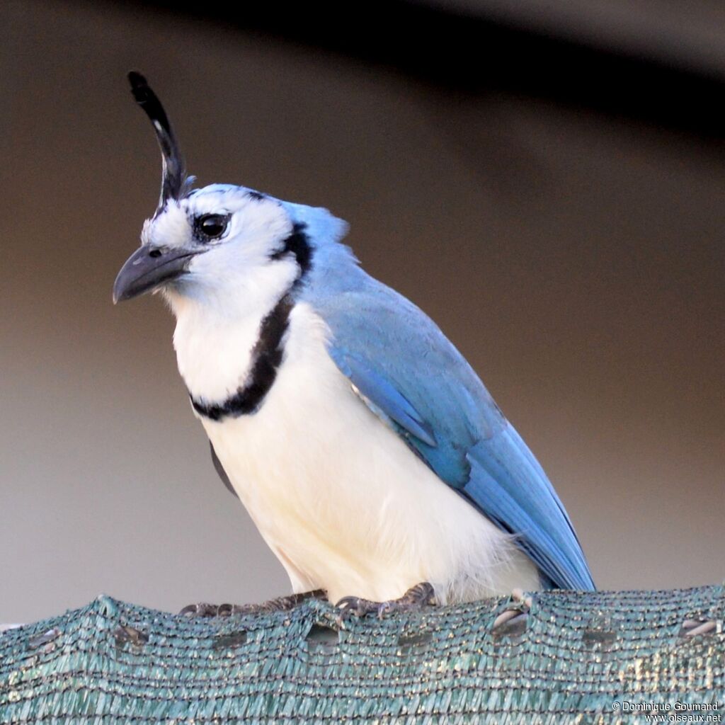 White-throated Magpie-Jayadult