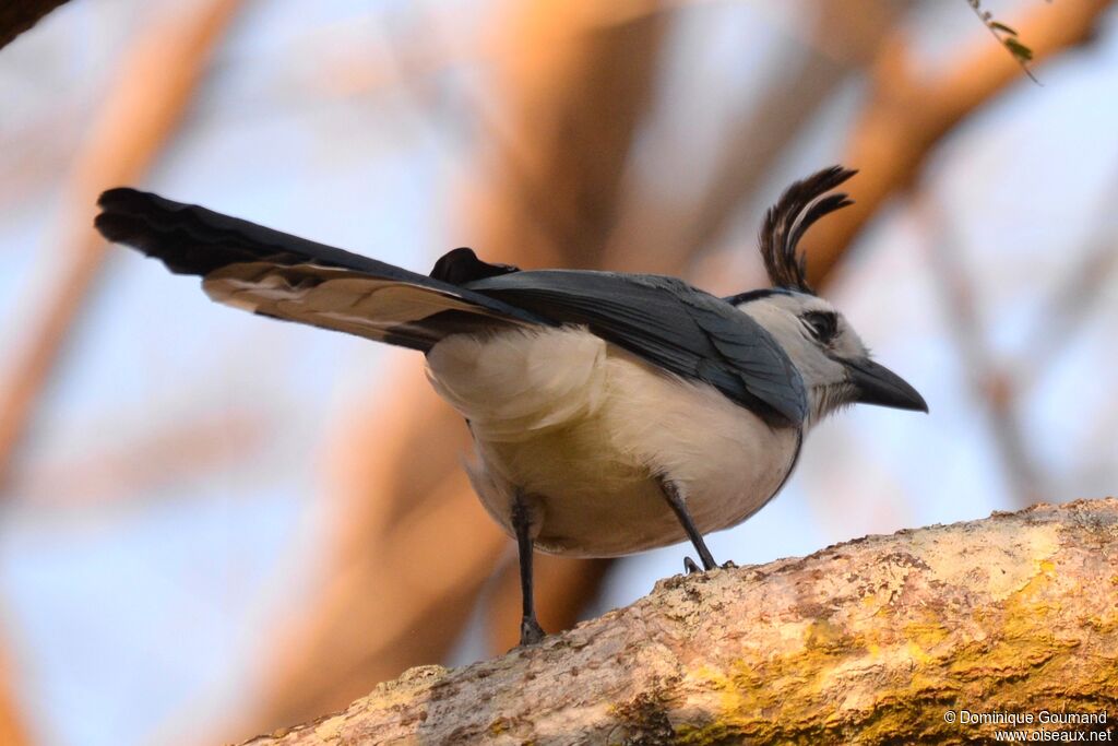 White-throated Magpie-Jayadult