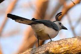 White-throated Magpie-Jay