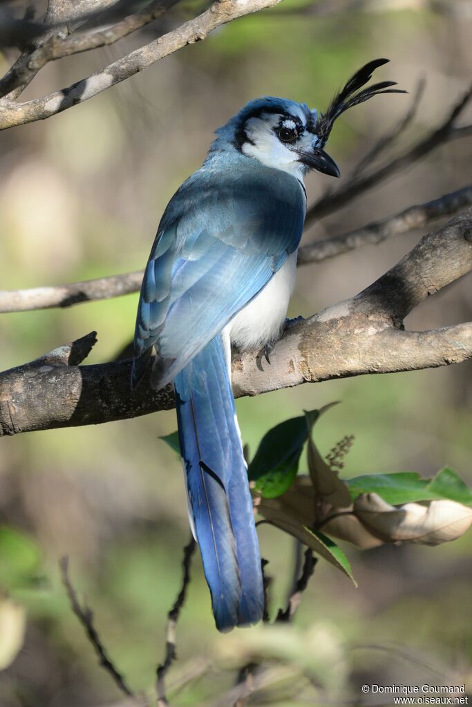 White-throated Magpie-Jayadult