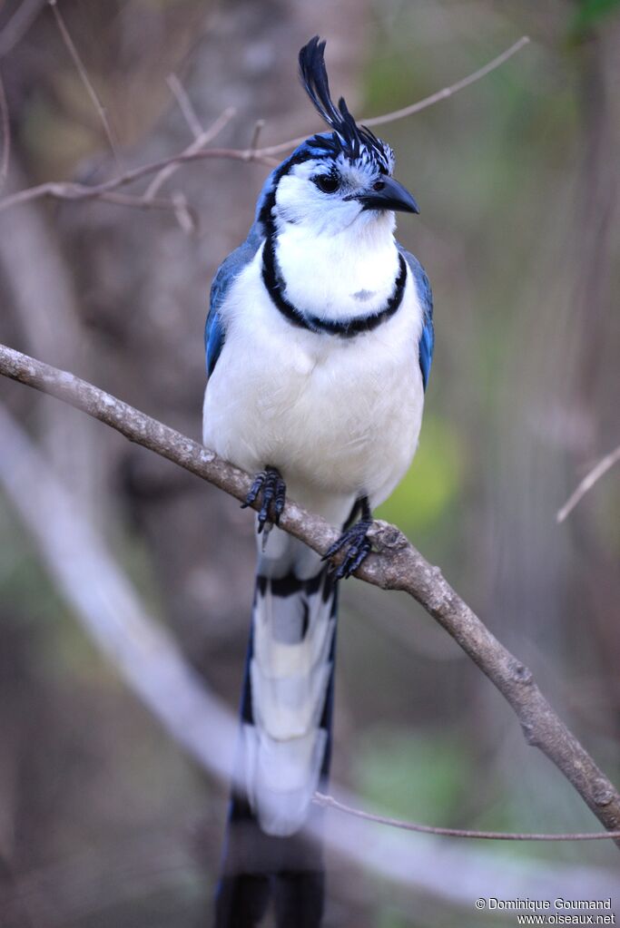 White-throated Magpie-Jayadult