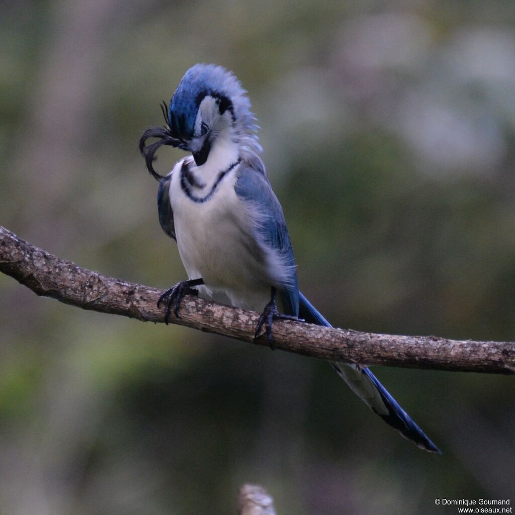 White-throated Magpie-Jayadult