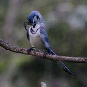 White-throated Magpie-Jay