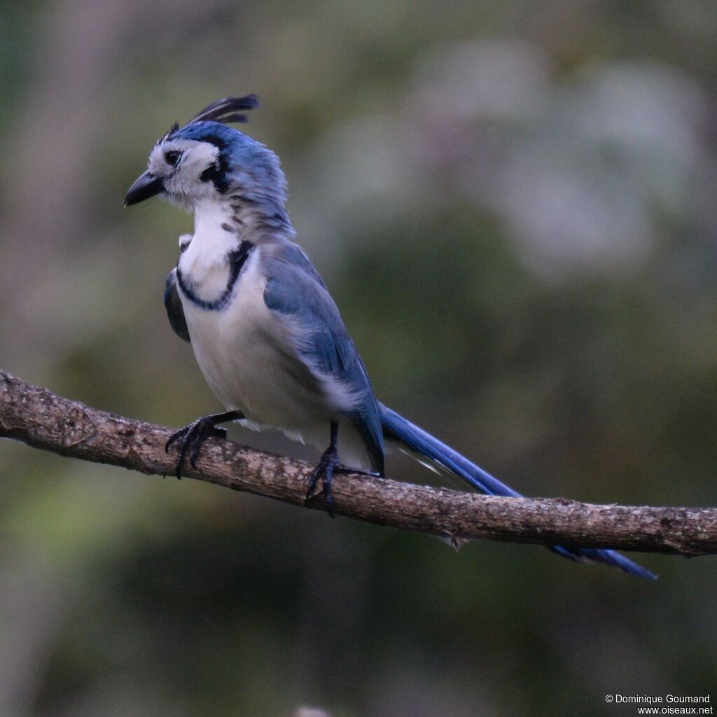 White-throated Magpie-Jayadult