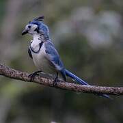 White-throated Magpie-Jay