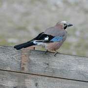 Eurasian Jay