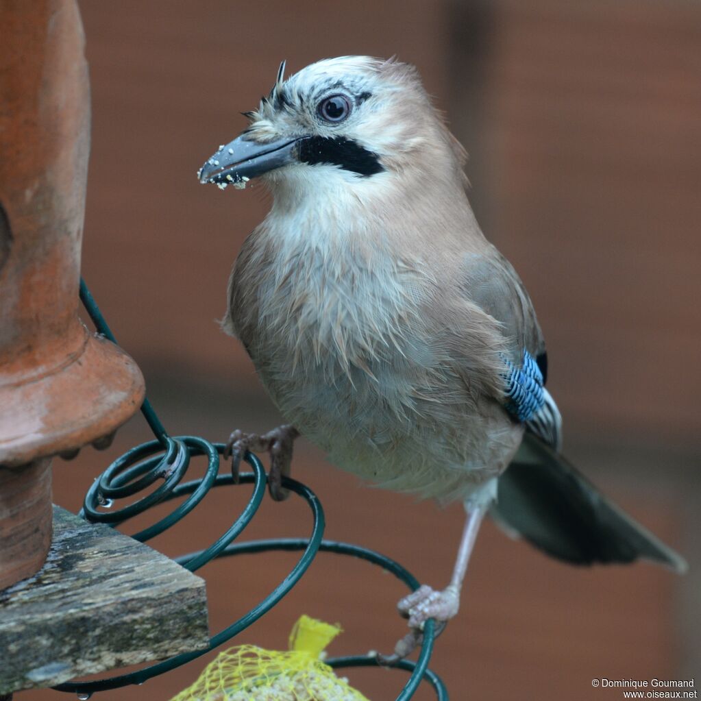 Eurasian Jay