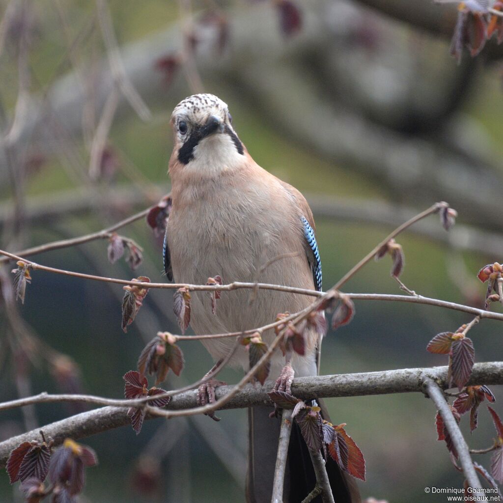 Eurasian Jayadult