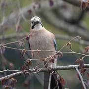 Eurasian Jay