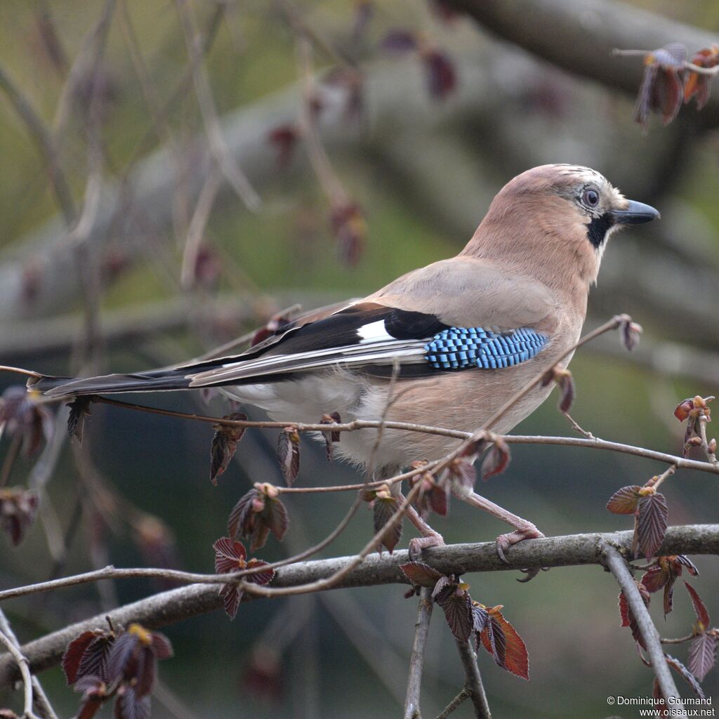 Eurasian Jayadult