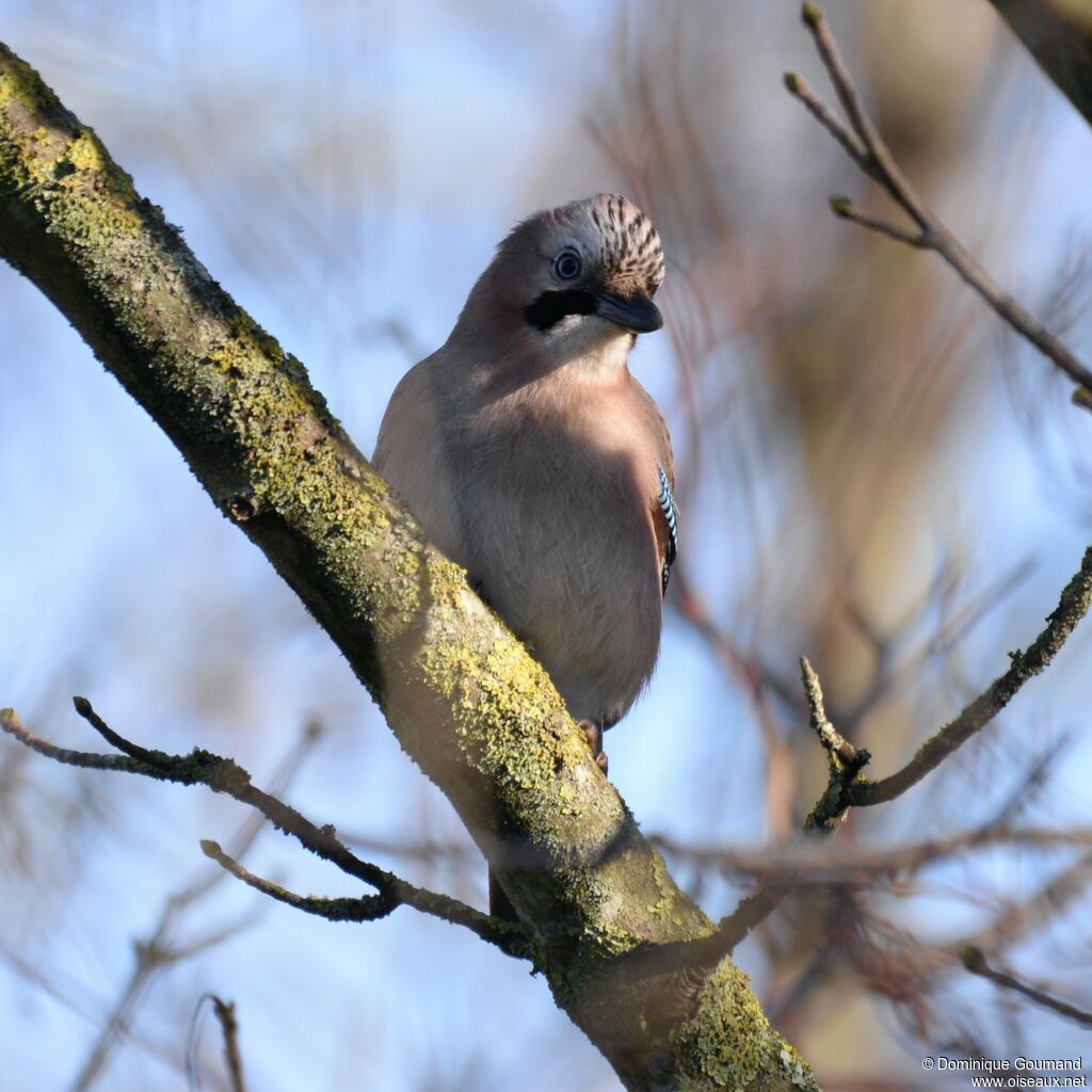 Eurasian Jayadult