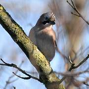 Eurasian Jay