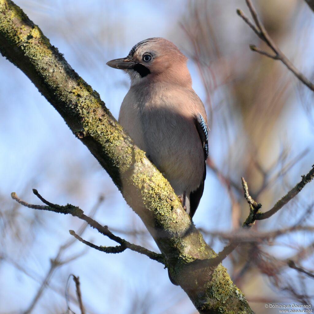 Eurasian Jayadult