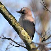 Eurasian Jay