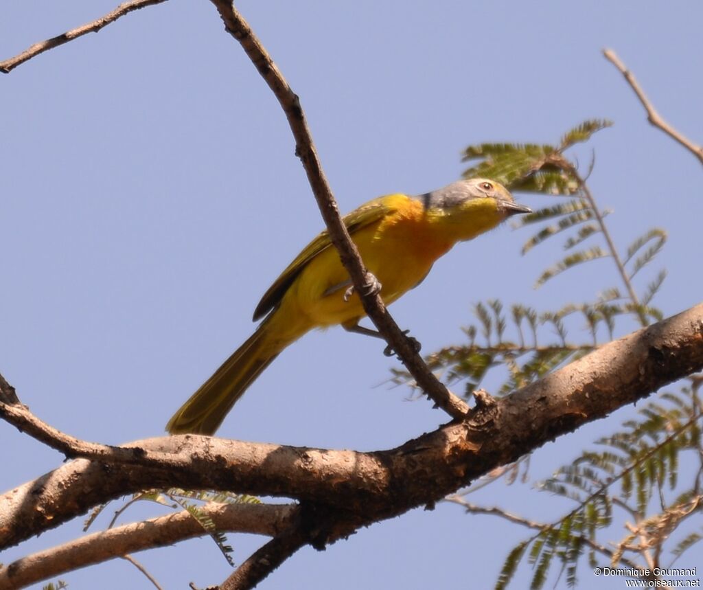 Orange-breasted Bushshrike male