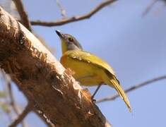 Orange-breasted Bushshrike