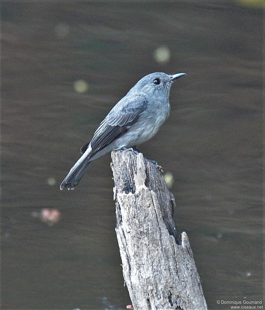 Cassin's Flycatcher