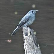 Cassin's Flycatcher