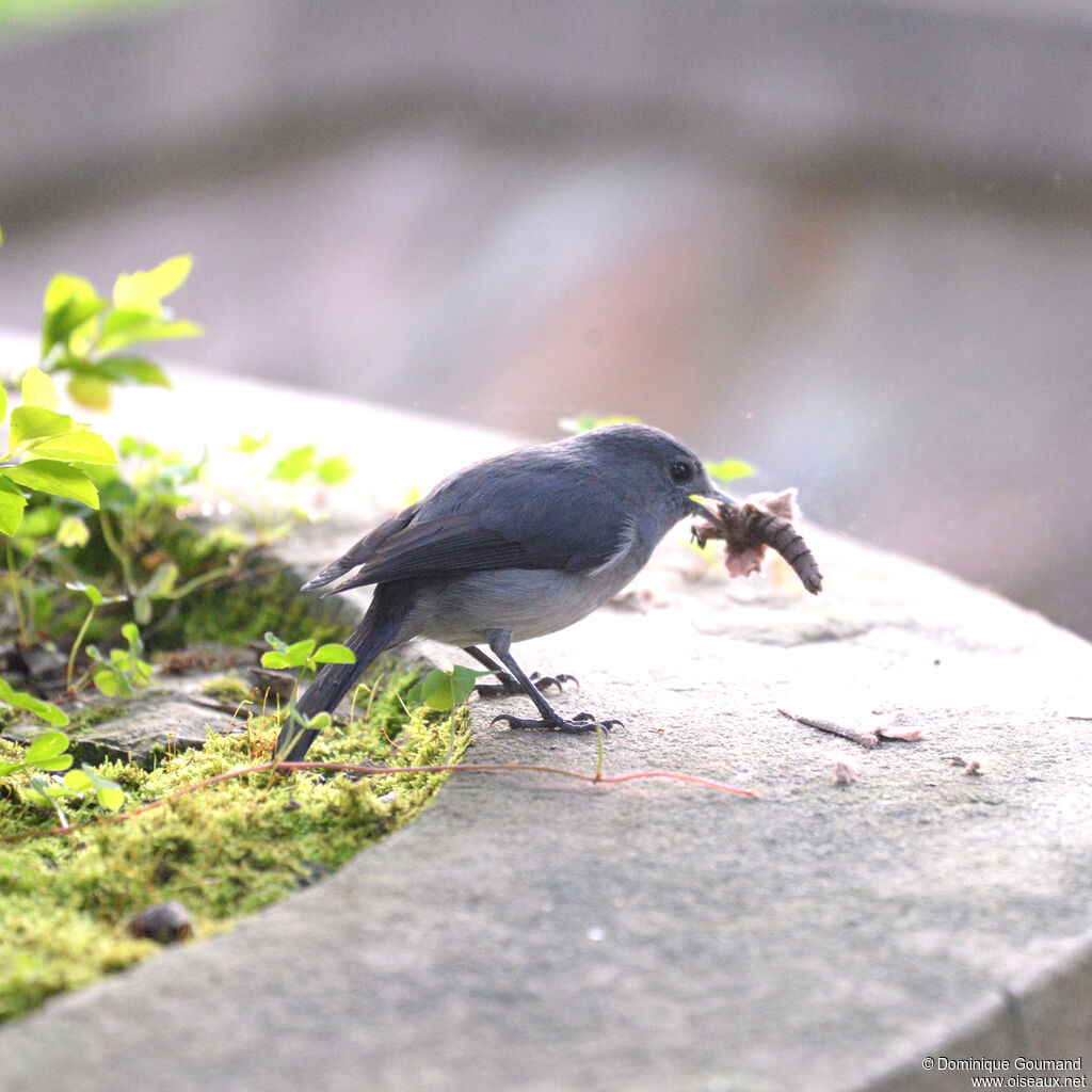 White-eyed Slaty Flycatcheradult, identification, eats