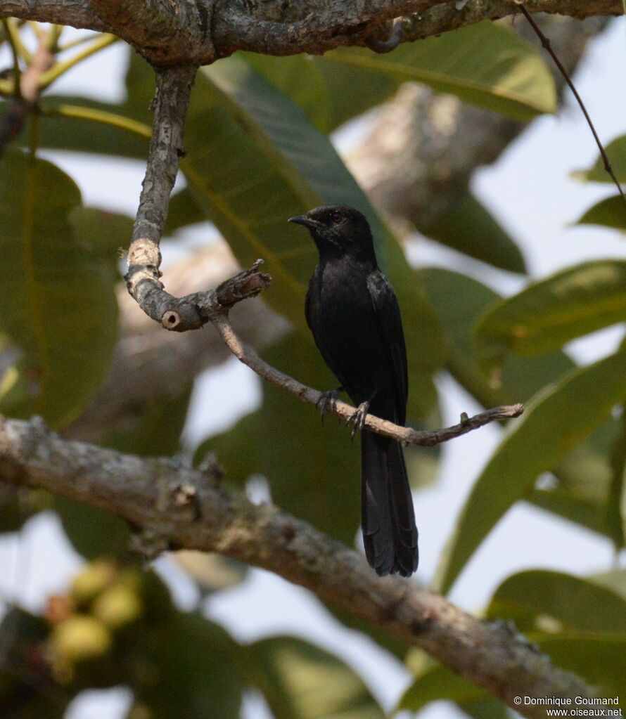 Northern Black Flycatcheradult