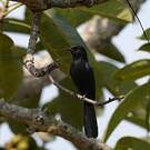 Gobemouche drongo