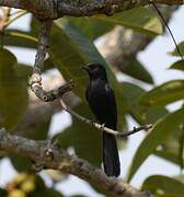 Northern Black Flycatcher