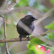 Northern Black Flycatcher