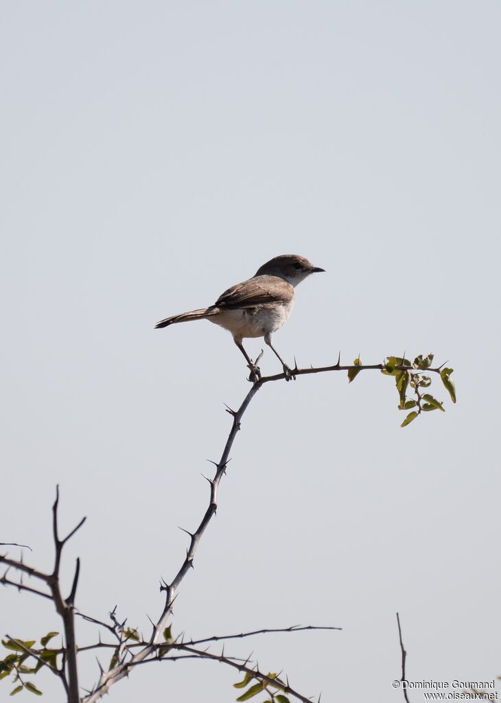 Marico Flycatcher