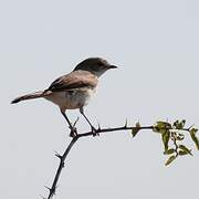 Marico Flycatcher