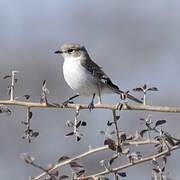 Marico Flycatcher