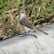 Marico Flycatcher